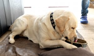 Hundehalsbänder mit handgenähter Sattlernaht sind stabil und deshalb langlebig. Simones Simba (3) hat sie schon mal gestestet.⋌Fotos: Billigmann